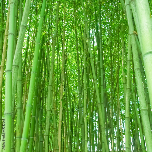 obraz-bambusowy