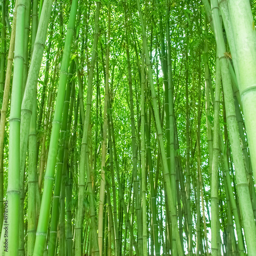 Naklejka na drzwi Bamboo picture