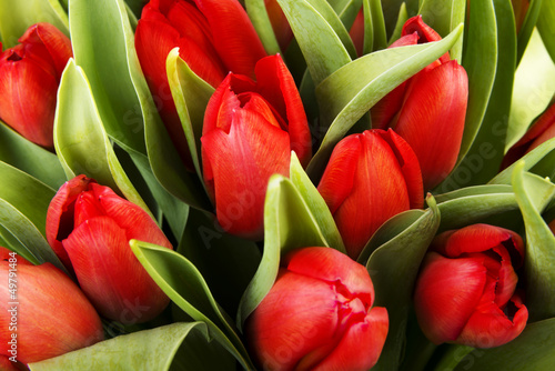 Tapeta ścienna Czerwone tulipany