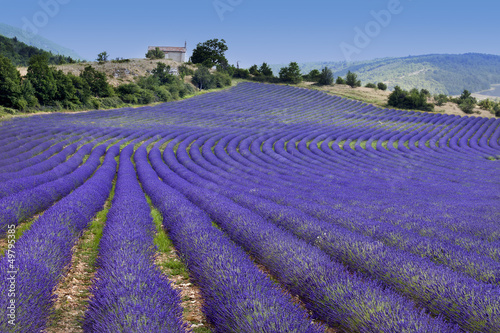 Fotoboard na płycie Niekończące się rzędy w lawendowym polu (provence, francja)