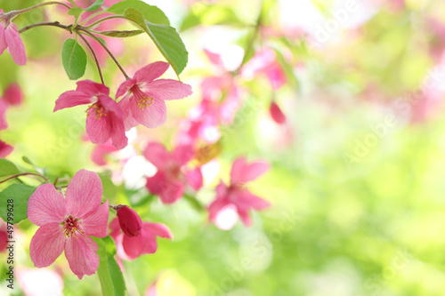 Zdjęcie XXL Wiosenny kwiat