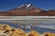 Flamingos vor Vulkan im Eduardo Avaroa Nationalpark Bolivien