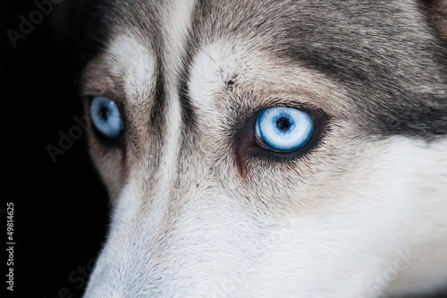 Board z aluminiowym obramowaniem Piękne oczy psa husky syberyjski