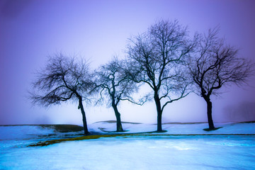 night winter landscape with snow and trees