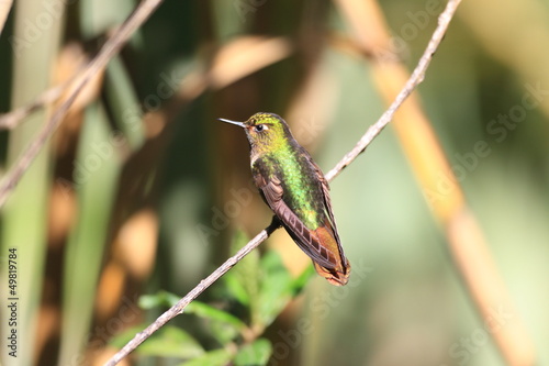 Board z aluminiowym obramowaniem Tyryjski metaltail (metallura tyrianthina) w yanacocha resorve, ec