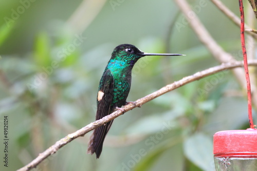 Board z aluminiowym obramowaniem Buff-winged starfrontlet