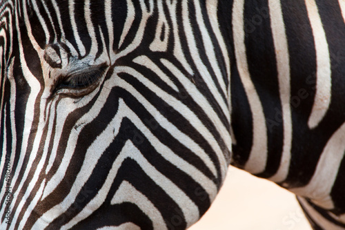 Plakat na papierze fotorealistycznym Zebra