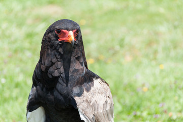 Bateleur (Terathopius ecaudatus)