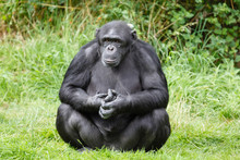 Chimpanzee Ape