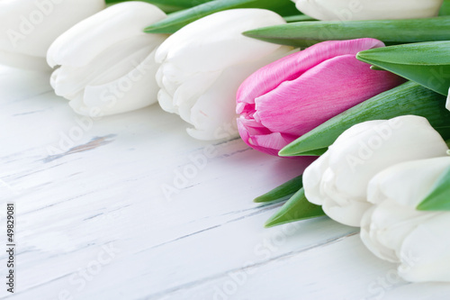 Tapeta ścienna Różowy tulipan wśród białych tulipanów