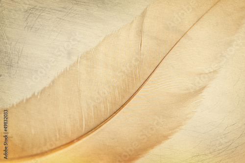 Naklejka - mata magnetyczna na lodówkę feather background