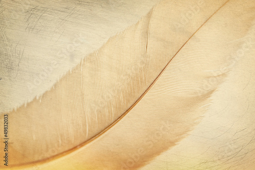 Naklejka na szybę feather background