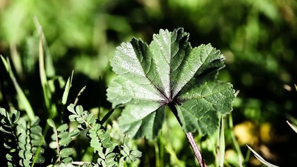 Wall Mural - Green leaves in macro