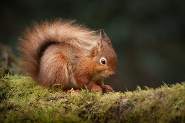 Wall Mural - red squirrel