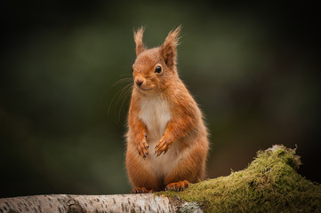 Wall Mural - red squirrel standing.