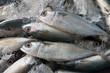 © khamkula - Mackerel on ice