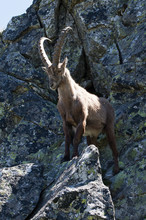 Alpine Ibex Wild Goat Lives In  Mountains Of Europe