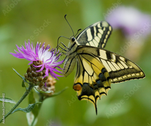 Tapeta ścienna Motyl machaon na kwiat centaurea
