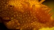 albino-anntennenwels-kopf-auge-antennen
