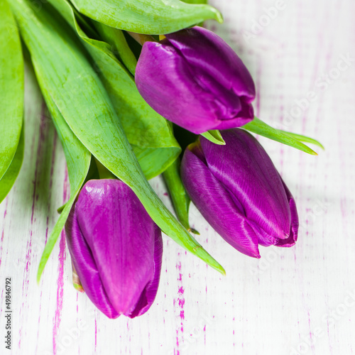 Tapeta ścienna Fioletowe tulipany - lila tulpen