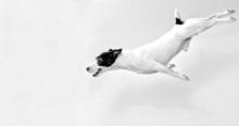 Full-length Jack Russell Terrier In Jump. Black And White