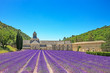 Abbey of Senanque blooming lavender flowers. Gordes, Luberon, Pr