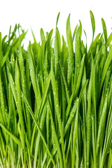 Canvas Print - closeup of fresh green spring grass with water drops