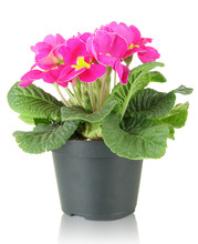 Beautiful Pink Primula In Flowerpot, Isolated On White