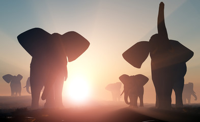 Canvas Print - Elephants.