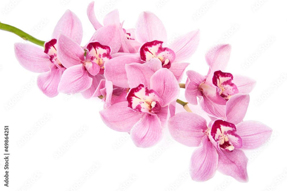pink orchid flowers isolated - obrazy, fototapety, plakaty 