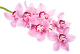 Fototapeta Storczyk - pink orchid flowers isolated