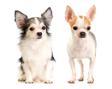 Two Chihuahua Long-haired And Short-haired