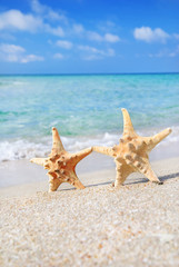 Wall Mural - holiday concept - two sea-stars walking on sand beach against wa