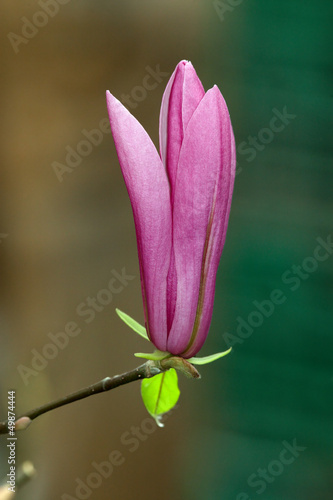 Board z aluminiowym obramowaniem Kwiat magnolii