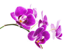 Rare Purple Orchid Isolated On White Background.