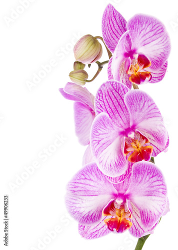 Fototapeta na wymiar orchid lilac