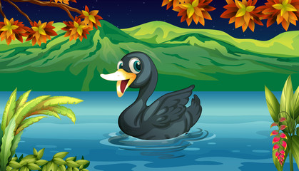 Wall Mural - A black swan at the lake