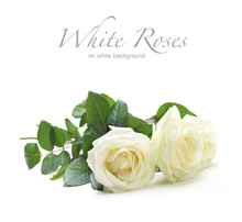 Three White Roses Isolated On White