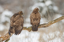 Two Buzzards Looking Right