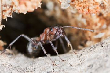 Wall Mural - Ant solder guarding the nest, extreme close-up