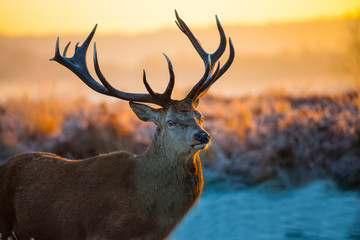 Fototapete - Red Deer in Morning Sun. 