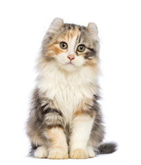  American Curl kitten, 3 months old, sitting and looking