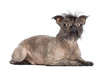 Hairless Mixed-breed dog, mix of a French bulldog