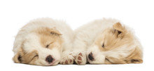 Two Border Collie Puppies, 6 Weeks Old, Lying And Sleeping