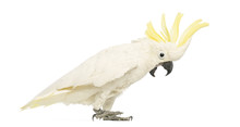 Sulphur-crested Cockatoo, Cacatua Galerita, 30 Years Old