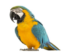 Blue-and-yellow Macaw, Ara Ararauna, 30 Years Old