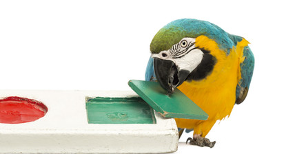 Blue-and-yellow Macaw, Ara ararauna, 30 years old, playing