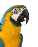 Fototapeta Zwierzęta - Close-up of a Blue-and-yellow Macaw, Ara ararauna, 30 years old