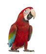 Green-winged Macaw, Ara chloropterus, 1 year old