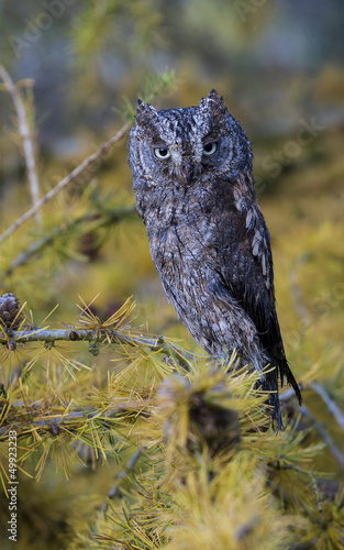 Plakat na papierze fotorealistycznym Scops owl